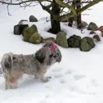 15 Winter Safety Tips for Your Shih Tzu