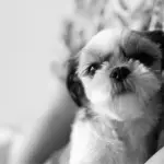 10 Tips to Help an Anxious Shih Tzu Puppy