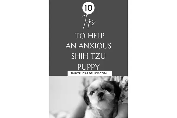 Pinterest pin 10 tips to help an anxious Shih Tzu puppy