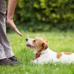 How to Find the Right Dog Trainer for You: 10 Tips to Get Started