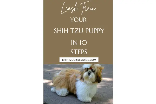 Pinterest pin leash train your Shih Tzu puppy in 10 steps