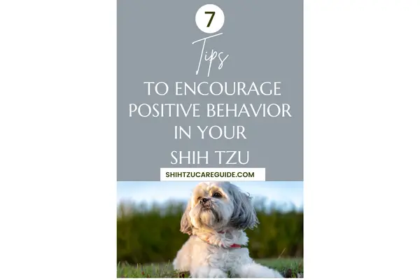 Pinterest pin 7 tips to encourage positive behavior in your Shih Tzu