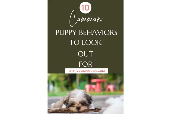 Pinterest pin 10 common puppy behaviors to look out for