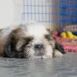 How to Crate Train Your Shih Tzu Puppy in 7 Easy Steps