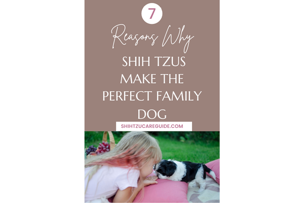 Pinterest pin 7 reasons why Shih Tzus make the perfect family dog