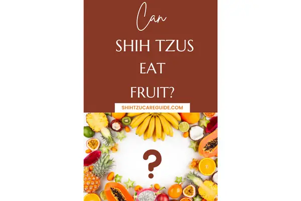 Pinterest pin can Shih Tzus eat fruit