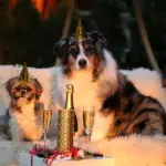 7 Fun Ideas to Celebrate New Year’s Eve with Your Shih Tzu