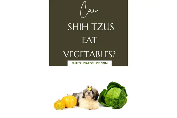 Pinterest pin can Shih Tzus eat vegetables