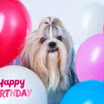 <strong>11 Fun Ways to Celebrate Your Shih Tzus Birthday</strong>