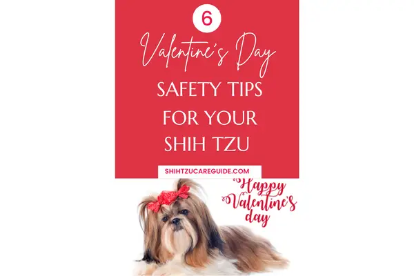 Pinterest pin 6 valentine's day safety tips for your shih tzu