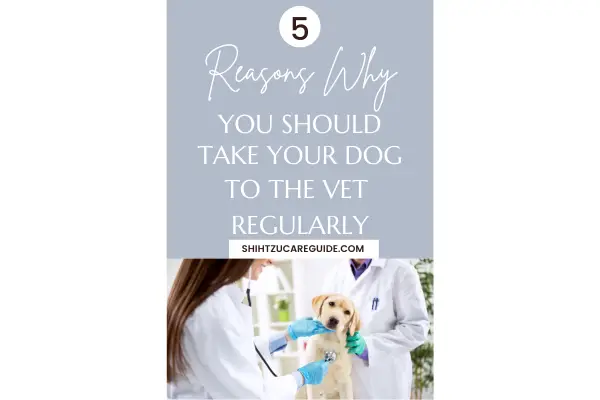 Pinterest pin for 5 reasons why you should take your dog to the vet regularly