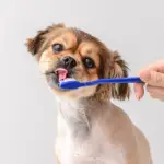 How to Care for Your Shih Tzu’s Teeth