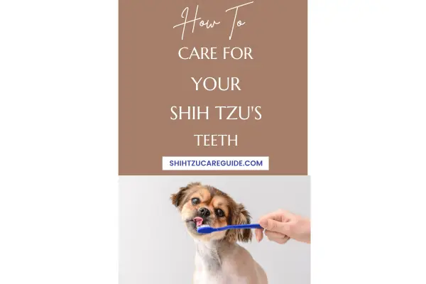 Pinterest pin how to care for your Shih Tzu's teeth