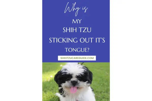 Pinterest pin Why is my Shih Tzu sticking out it's tongue?